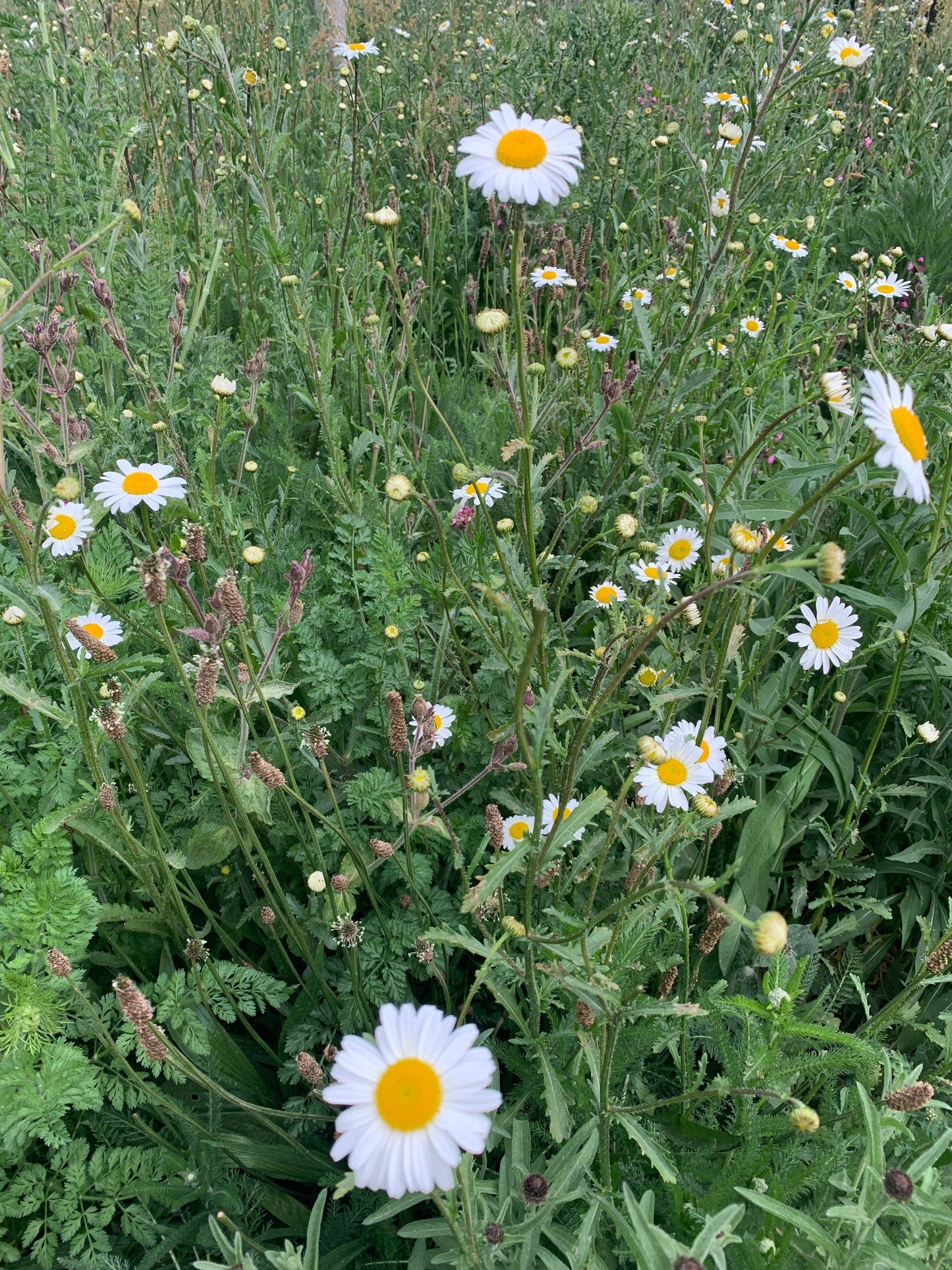 OCTŌ - Flower Meadow (Geranium + Neroli + Lavender)